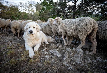 Lessons From a Sheep Dog on Christ as Our Shepherd Lessons From a Sheep Dog on Christ as Our Shepherd